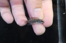 画像3: 【淡水魚】【通販】レア種 アピストグラマ リネアタ イリニダ産 ワイルド【１ペア 個体販売】(アピストグラマ)(生体)(熱帯魚)NKAP (3)
