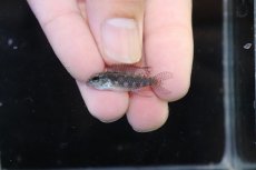 画像4: 【淡水魚】【通販】レア種 アピストグラマ リネアタ イリニダ産 ワイルド【１ペア 個体販売】(アピストグラマ)(生体)(熱帯魚)NKAP (4)