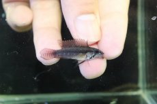 画像1: 【淡水魚】【通販】アピストグラマ エリザベサエ リオウアウペス産 ワイルド【１ペア 個体販売】(アピストグラマ)(生体)(熱帯魚)NKAP (1)