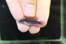 画像2: 【淡水魚】【通販】アピストグラマ エリザベサエ リオウアウペス産 ワイルド【１ペア 個体販売】(アピストグラマ)(生体)(熱帯魚)NKAP (2)