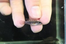 画像3: 【淡水魚】【通販】アピストグラマ エリザベサエ リオウアウペス産 ワイルド【１ペア 個体販売】(アピストグラマ)(生体)(熱帯魚)NKAP (3)