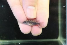 画像4: 【淡水魚】【通販】アピストグラマ エリザベサエ リオウアウペス産 ワイルド【１ペア 個体販売】(アピストグラマ)(生体)(熱帯魚)NKAP (4)