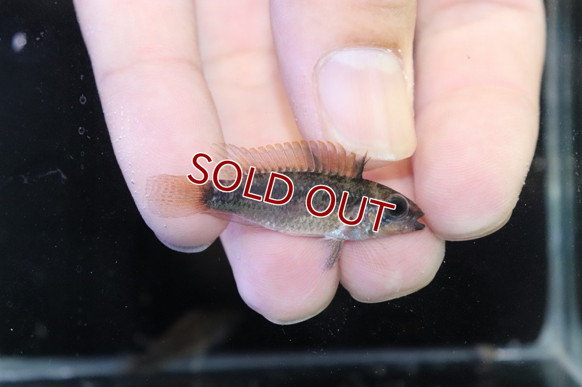 画像1: 【淡水魚】【通販】アピストグラマ ディアマンテ イタヤ産 ワイルド【1ペア 個体販売】(アピストグラマ)(生体)(熱帯魚)NKAP (1)