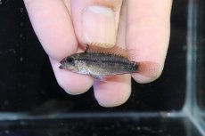 画像2: 【淡水魚】【通販】アピストグラマ ディアマンテ イタヤ産 ワイルド【1ペア 個体販売】(アピストグラマ)(生体)(熱帯魚)NKAP (2)