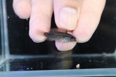 画像3: 【淡水魚】【通販】アピストグラマ ディアマンテ イタヤ産 ワイルド【1ペア 個体販売】(アピストグラマ)(生体)(熱帯魚)NKAP (3)