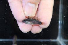 画像4: 【淡水魚】【通販】アピストグラマ ディアマンテ イタヤ産 ワイルド【1ペア 個体販売】(アピストグラマ)(生体)(熱帯魚)NKAP (4)