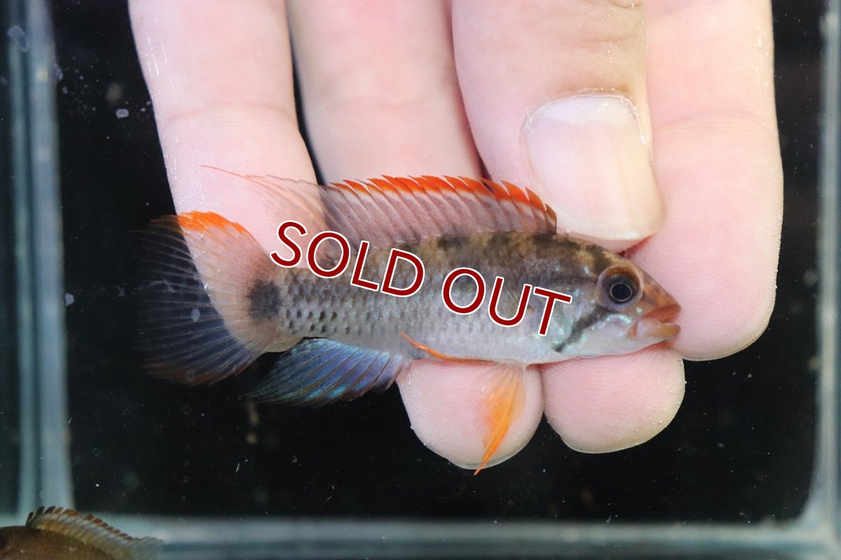画像1: 【淡水魚】【通販】極上個体 アピストグラマ ラディスラオ ペルー産 ワイルド【１ペア 個体販売】(アピストグラマ)(生体)(熱帯魚)NKAP (1)
