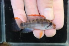 画像1: 【淡水魚】【通販】極上個体 アピストグラマ ラディスラオ ペルー産 ワイルド【１ペア 個体販売】(アピストグラマ)(生体)(熱帯魚)NKAP (1)