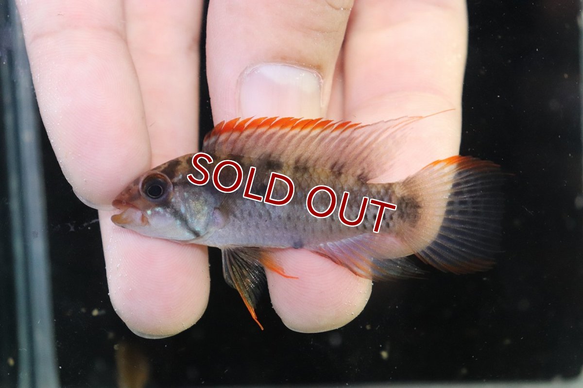 画像2: 【淡水魚】【通販】極上個体 アピストグラマ ラディスラオ ペルー産 ワイルド【１ペア 個体販売】(アピストグラマ)(生体)(熱帯魚)NKAP (2)