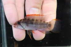 画像2: 【淡水魚】【通販】極上個体 アピストグラマ ラディスラオ ペルー産 ワイルド【１ペア 個体販売】(アピストグラマ)(生体)(熱帯魚)NKAP (2)