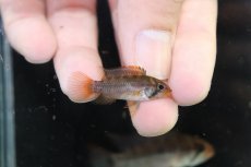 画像3: 【淡水魚】【通販】極上個体 アピストグラマ ラディスラオ ペルー産 ワイルド【１ペア 個体販売】(アピストグラマ)(生体)(熱帯魚)NKAP (3)