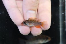 画像4: 【淡水魚】【通販】極上個体 アピストグラマ ラディスラオ ペルー産 ワイルド【１ペア 個体販売】(アピストグラマ)(生体)(熱帯魚)NKAP (4)