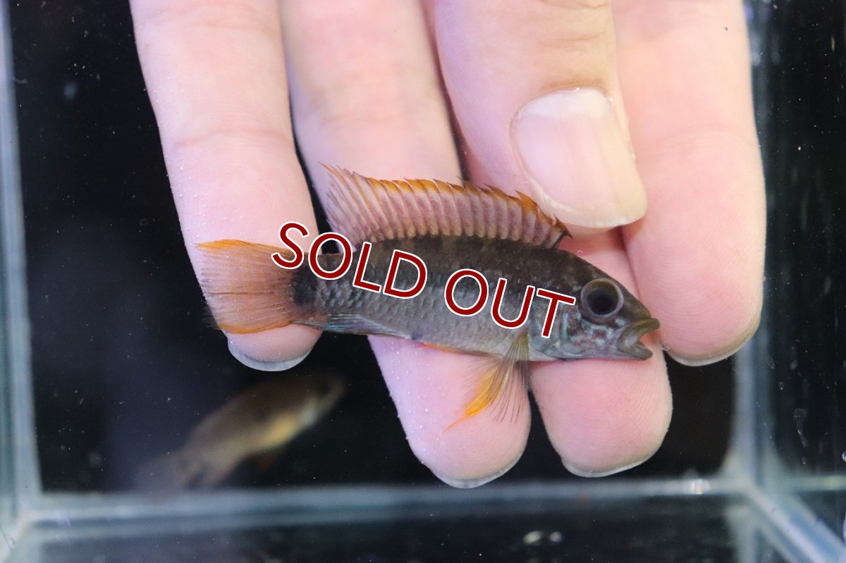 画像1: 【特売】【淡水魚】【通販】No1 アピストグラマ ラディスラオ ペルー産 ワイルド【１ペア 個体販売】(アピストグラマ)(生体)(熱帯魚)NKAP (1)