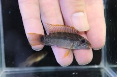 画像1: 【淡水魚】【通販】No1 アピストグラマ ラディスラオ ペルー産 ワイルド【１ペア 個体販売】(アピストグラマ)(生体)(熱帯魚)NKAP (1)