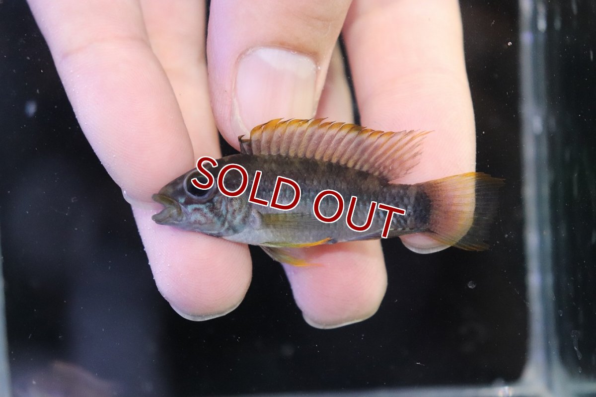 画像2: 【特売】【淡水魚】【通販】No1 アピストグラマ ラディスラオ ペルー産 ワイルド【１ペア 個体販売】(アピストグラマ)(生体)(熱帯魚)NKAP (2)