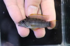 画像2: 【淡水魚】【通販】No1 アピストグラマ ラディスラオ ペルー産 ワイルド【１ペア 個体販売】(アピストグラマ)(生体)(熱帯魚)NKAP (2)