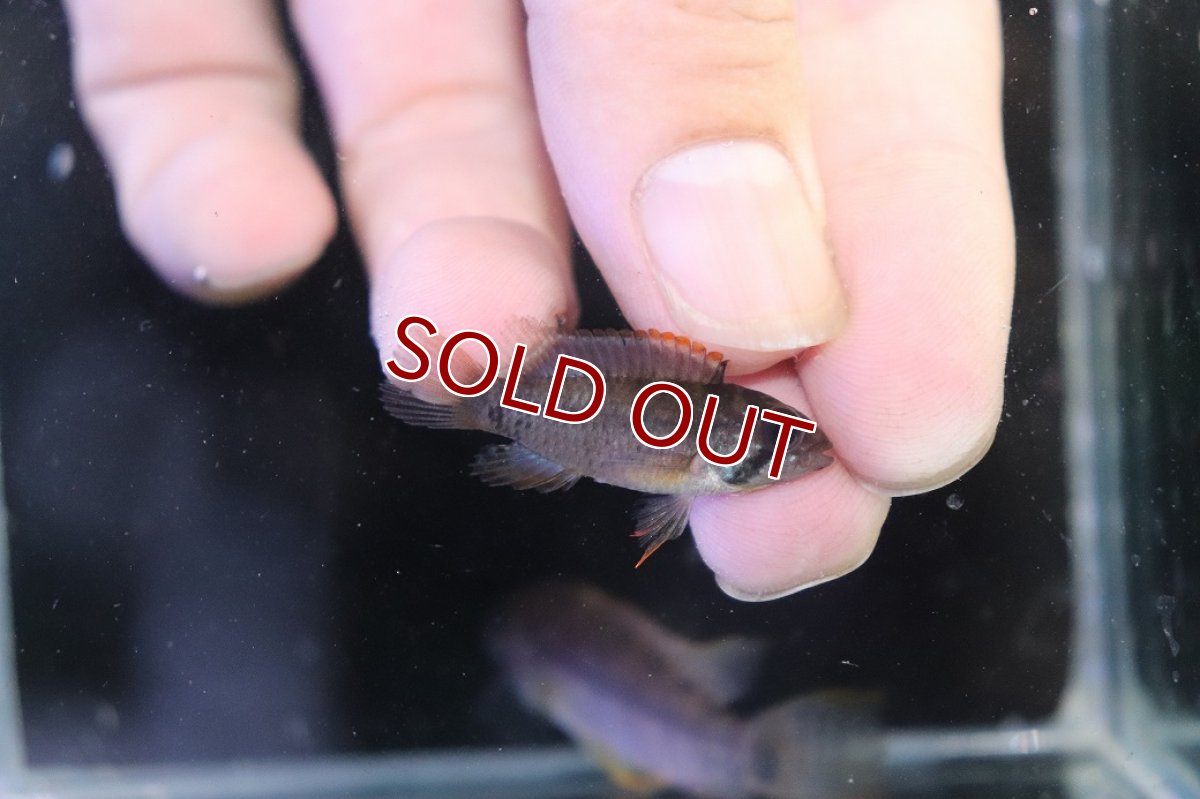 画像3: 【特売】【淡水魚】【通販】No1 アピストグラマ ラディスラオ ペルー産 ワイルド【１ペア 個体販売】(アピストグラマ)(生体)(熱帯魚)NKAP (3)