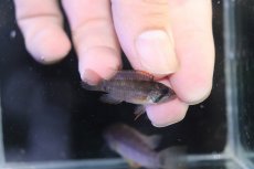 画像3: 【淡水魚】【通販】No1 アピストグラマ ラディスラオ ペルー産 ワイルド【１ペア 個体販売】(アピストグラマ)(生体)(熱帯魚)NKAP (3)