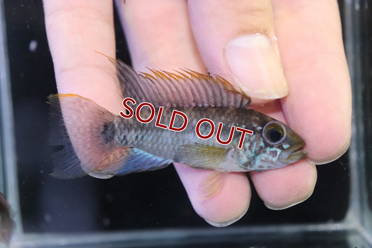 画像1: 【特売】【淡水魚】【通販】No2 アピストグラマ ラディスラオ ペルー産 ワイルド【１ペア 個体販売】(アピストグラマ)(生体)(熱帯魚)NKAP (1)
