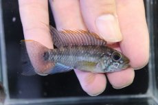 画像1: 【淡水魚】【通販】No2 アピストグラマ ラディスラオ ペルー産 ワイルド【１ペア 個体販売】(アピストグラマ)(生体)(熱帯魚)NKAP (1)