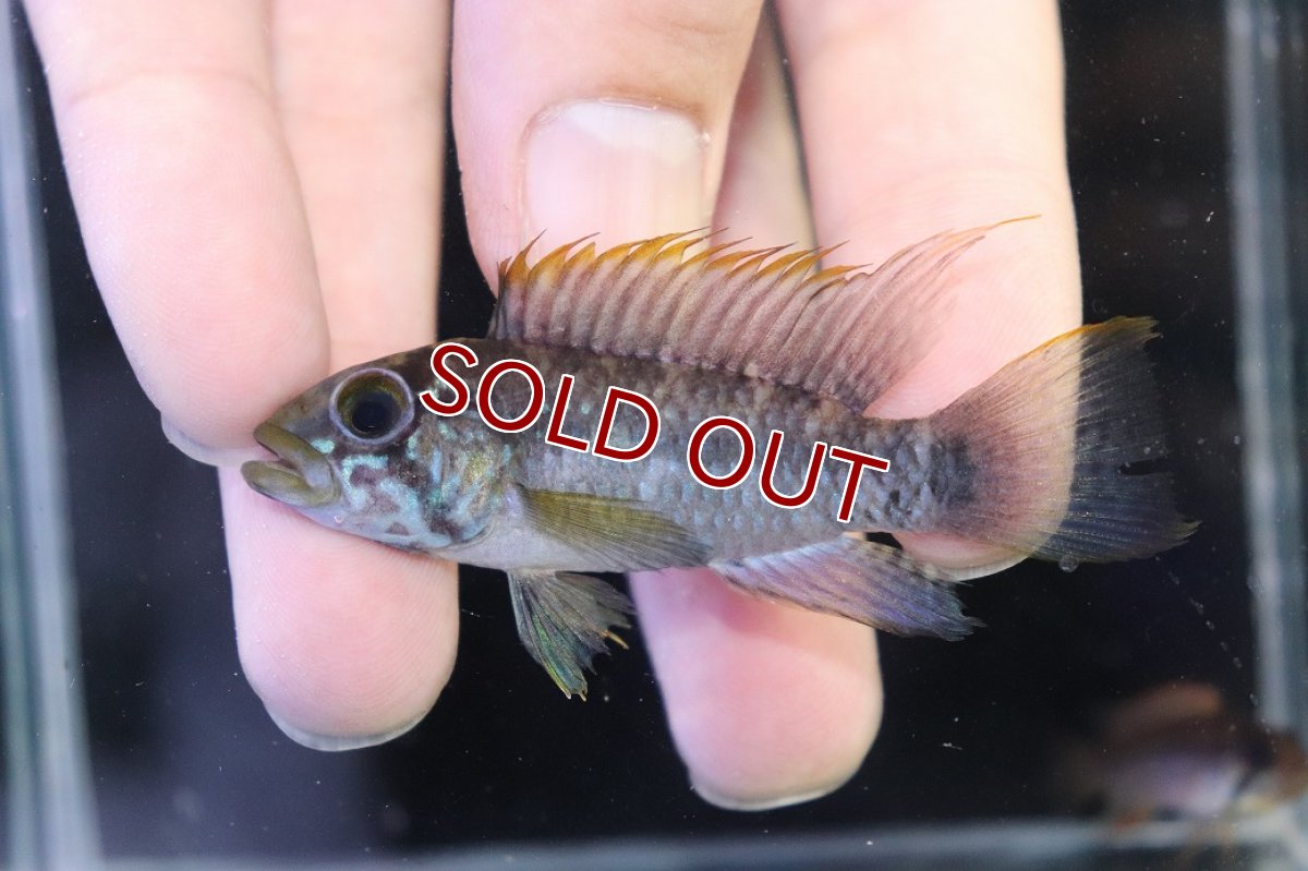 画像2: 【特売】【淡水魚】【通販】No2 アピストグラマ ラディスラオ ペルー産 ワイルド【１ペア 個体販売】(アピストグラマ)(生体)(熱帯魚)NKAP (2)