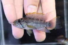 画像2: 【淡水魚】【通販】No2 アピストグラマ ラディスラオ ペルー産 ワイルド【１ペア 個体販売】(アピストグラマ)(生体)(熱帯魚)NKAP (2)