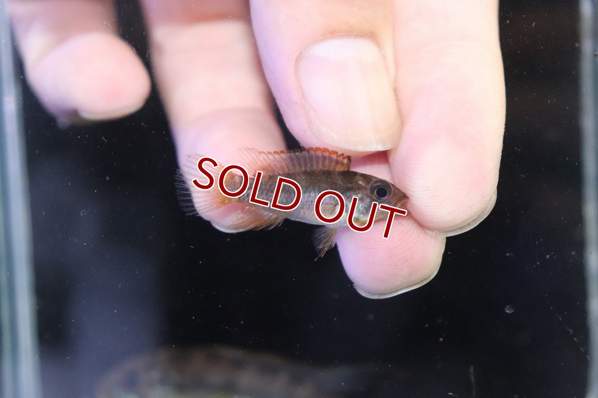 画像3: 【特売】【淡水魚】【通販】No2 アピストグラマ ラディスラオ ペルー産 ワイルド【１ペア 個体販売】(アピストグラマ)(生体)(熱帯魚)NKAP (3)
