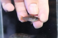 画像3: 【淡水魚】【通販】No2 アピストグラマ ラディスラオ ペルー産 ワイルド【１ペア 個体販売】(アピストグラマ)(生体)(熱帯魚)NKAP (3)