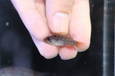 画像4: 【淡水魚】【通販】No2 アピストグラマ ラディスラオ ペルー産 ワイルド【１ペア 個体販売】(アピストグラマ)(生体)(熱帯魚)NKAP (4)
