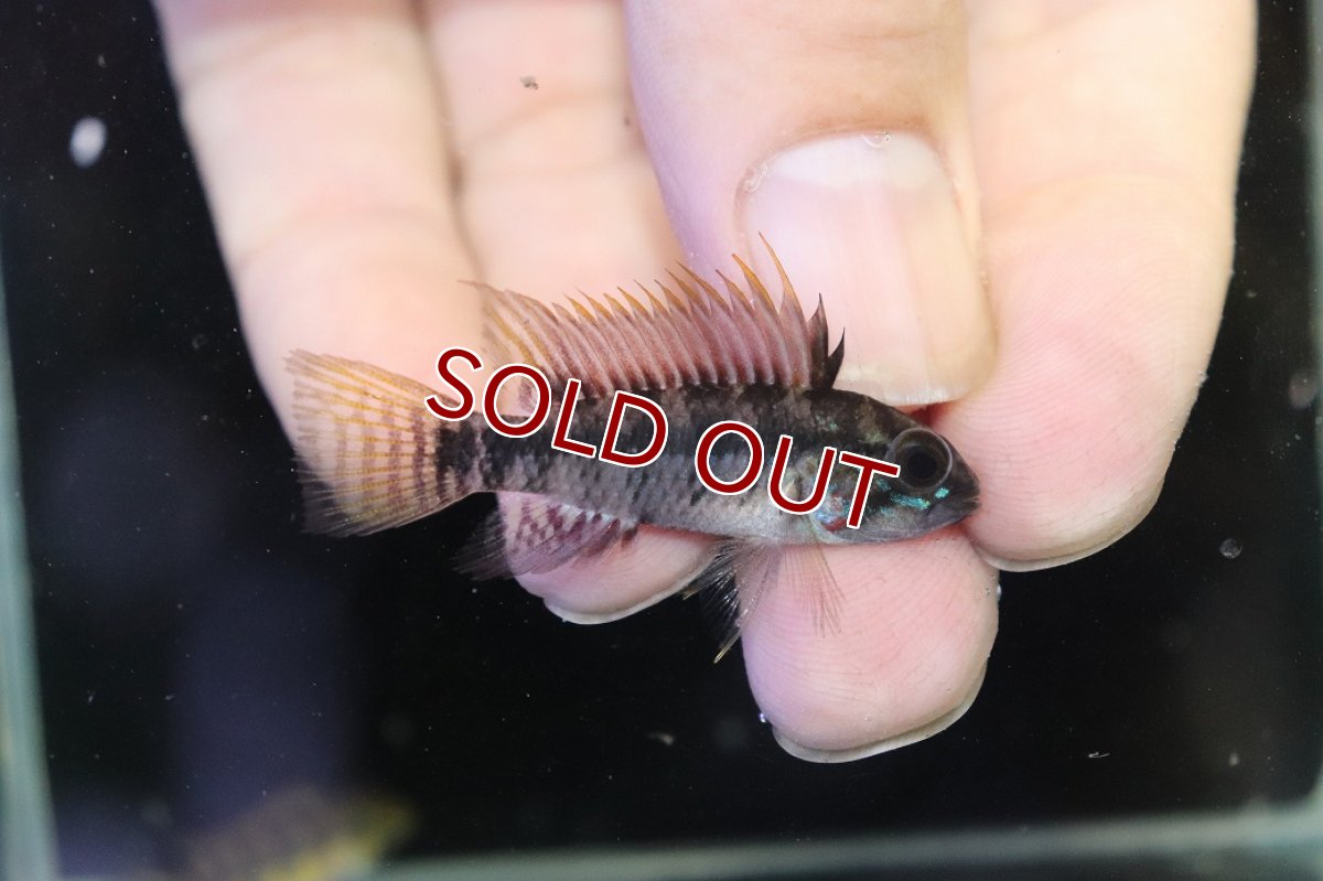 画像1: 【淡水魚】【通販】アピストグラマ ペルソナータ コロンビア産 ワイルド【１ペア 個体販売】(アピストグラマ)(生体)(熱帯魚)NKAP (1)