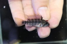 画像1: 【淡水魚】【通販】アピストグラマ ペルソナータ コロンビア産 ワイルド【１ペア 個体販売】(アピストグラマ)(生体)(熱帯魚)NKAP (1)