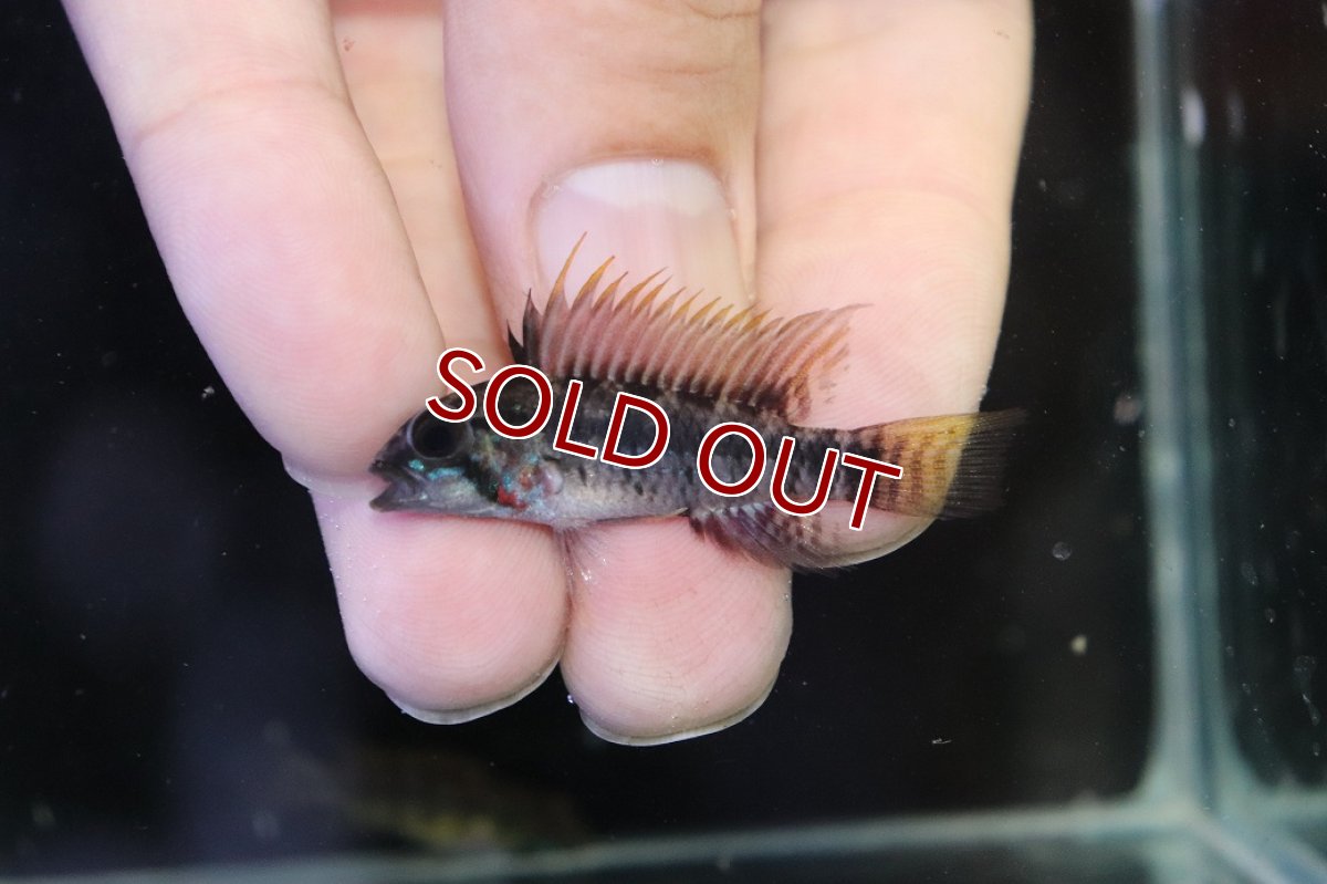 画像2: 【淡水魚】【通販】アピストグラマ ペルソナータ コロンビア産 ワイルド【１ペア 個体販売】(アピストグラマ)(生体)(熱帯魚)NKAP (2)