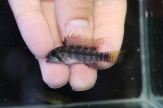 画像2: 【淡水魚】【通販】アピストグラマ ペルソナータ コロンビア産 ワイルド【１ペア 個体販売】(アピストグラマ)(生体)(熱帯魚)NKAP (2)
