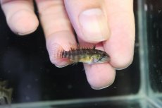 画像3: 【淡水魚】【通販】アピストグラマ ペルソナータ コロンビア産 ワイルド【１ペア 個体販売】(アピストグラマ)(生体)(熱帯魚)NKAP (3)