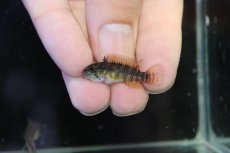画像4: 【淡水魚】【通販】アピストグラマ ペルソナータ コロンビア産 ワイルド【１ペア 個体販売】(アピストグラマ)(生体)(熱帯魚)NKAP (4)