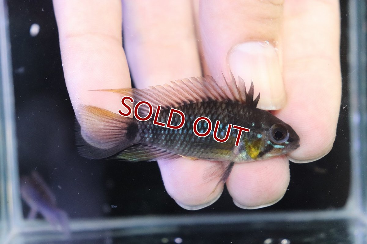 画像1: 【淡水魚】【通販】アピストグラマ アクレンシス アクレ産 ワイルド【１ペア 個体販売】(アピストグラマ)(生体)(熱帯魚)NKAP (1)