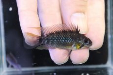 画像1: 【淡水魚】【通販】アピストグラマ アクレンシス アクレ産 ワイルド【１ペア 個体販売】(アピストグラマ)(生体)(熱帯魚)NKAP (1)