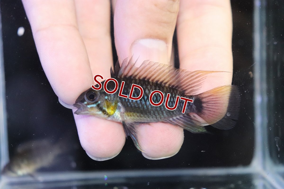 画像2: 【淡水魚】【通販】アピストグラマ アクレンシス アクレ産 ワイルド【１ペア 個体販売】(アピストグラマ)(生体)(熱帯魚)NKAP (2)