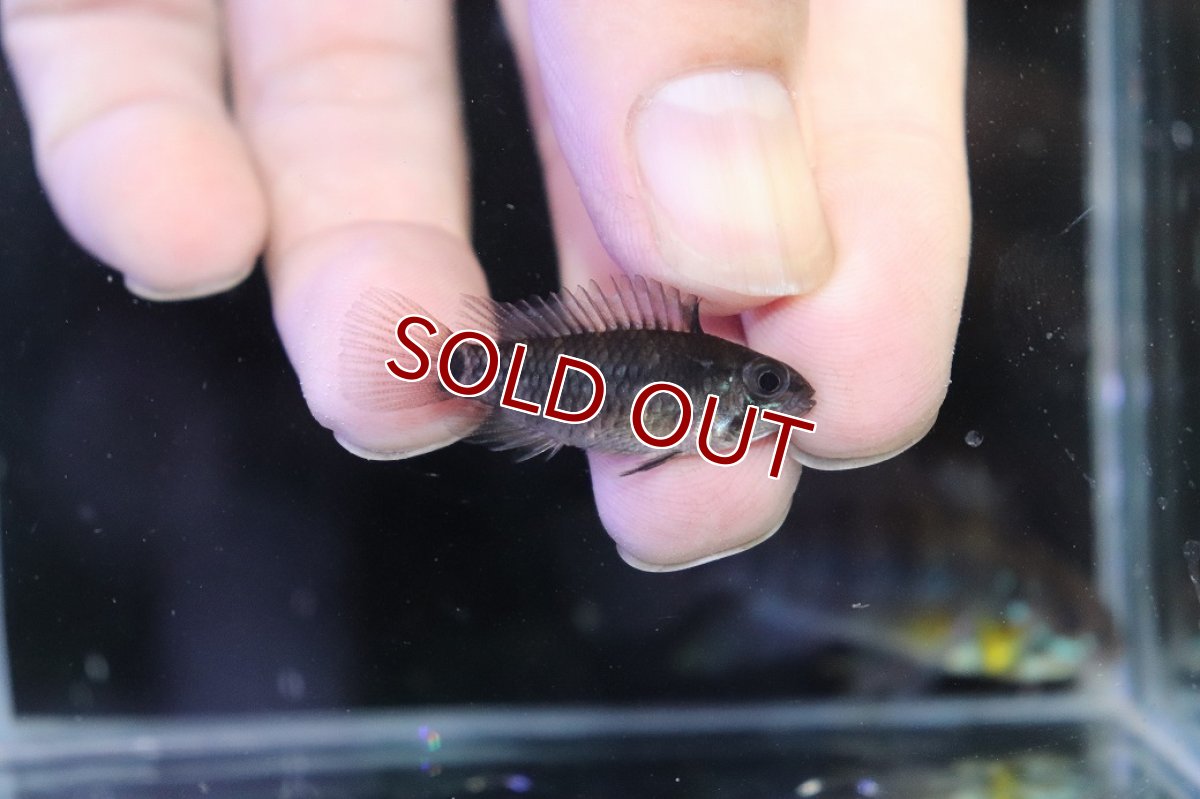 画像3: 【淡水魚】【通販】アピストグラマ アクレンシス アクレ産 ワイルド【１ペア 個体販売】(アピストグラマ)(生体)(熱帯魚)NKAP (3)