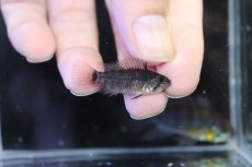 画像3: 【淡水魚】【通販】アピストグラマ アクレンシス アクレ産 ワイルド【１ペア 個体販売】(アピストグラマ)(生体)(熱帯魚)NKAP (3)
