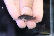 画像4: 【淡水魚】【通販】アピストグラマ アクレンシス アクレ産 ワイルド【１ペア 個体販売】(アピストグラマ)(生体)(熱帯魚)NKAP (4)