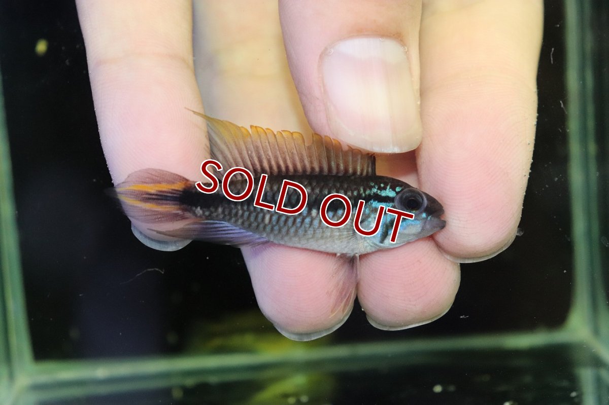 画像1: 【淡水魚】【通販】アピストグラマ アガシジィ プルス産 ワイルド【１ペア 個体販売】(アピストグラマ)(生体)(熱帯魚)NKAP (1)