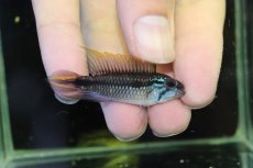 画像1: 【淡水魚】【通販】アピストグラマ アガシジィ プルス産 ワイルド【１ペア 個体販売】(アピストグラマ)(生体)(熱帯魚)NKAP (1)