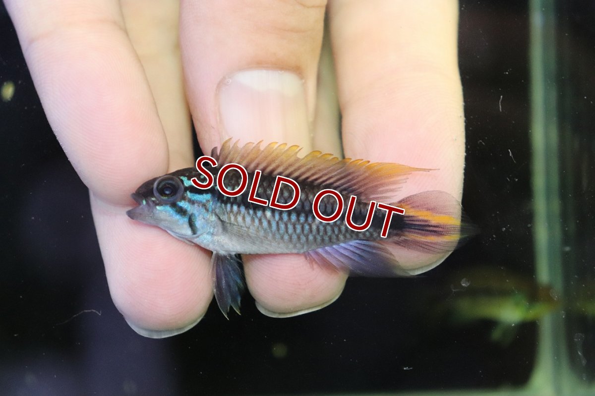画像2: 【淡水魚】【通販】アピストグラマ アガシジィ プルス産 ワイルド【１ペア 個体販売】(アピストグラマ)(生体)(熱帯魚)NKAP (2)