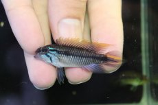 画像2: 【淡水魚】【通販】アピストグラマ アガシジィ プルス産 ワイルド【１ペア 個体販売】(アピストグラマ)(生体)(熱帯魚)NKAP (2)