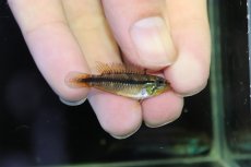 画像3: 【淡水魚】【通販】アピストグラマ アガシジィ プルス産 ワイルド【１ペア 個体販売】(アピストグラマ)(生体)(熱帯魚)NKAP (3)