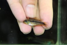 画像4: 【淡水魚】【通販】アピストグラマ アガシジィ プルス産 ワイルド【１ペア 個体販売】(アピストグラマ)(生体)(熱帯魚)NKAP (4)