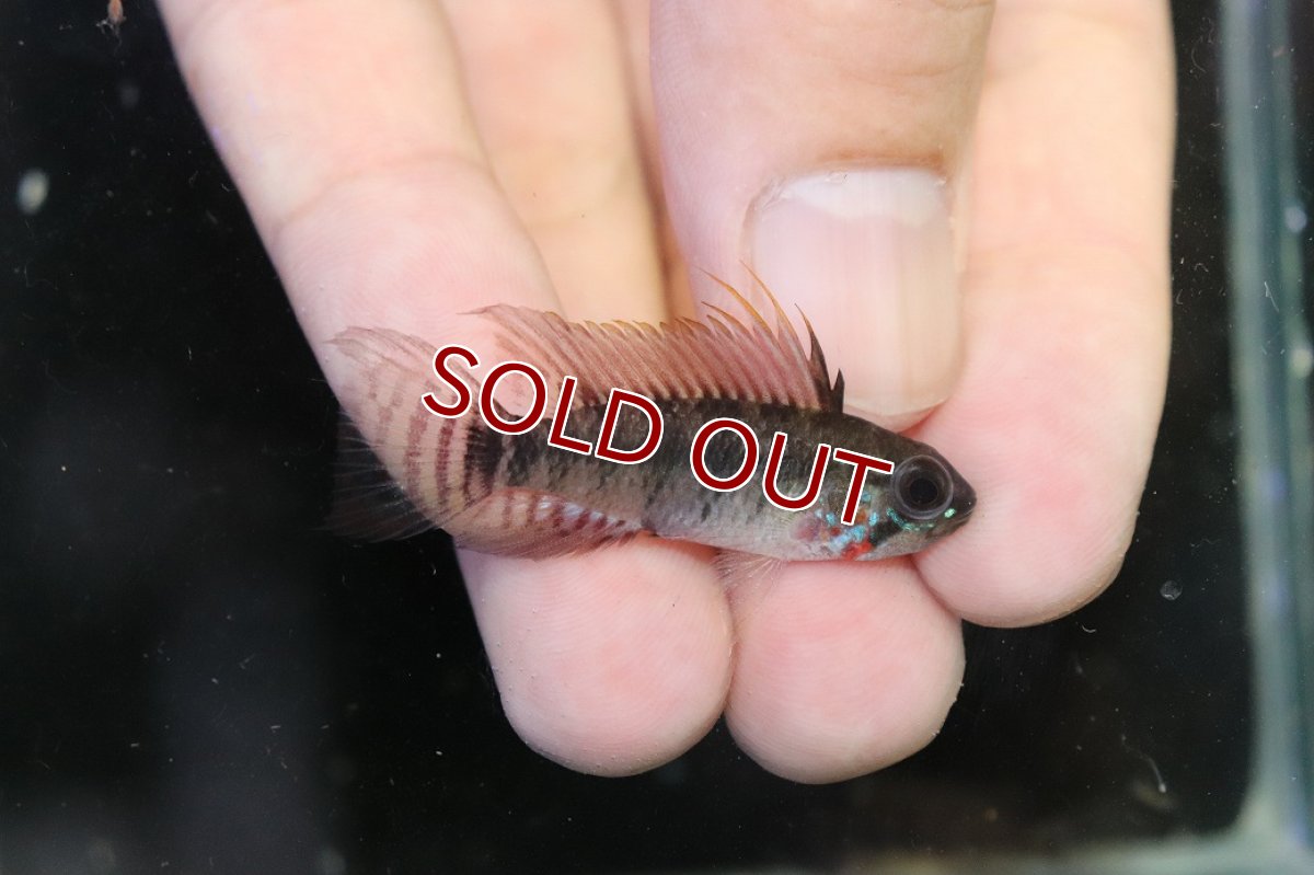 画像1: 【淡水魚】【通販】アピストグラマ ペルソナータ コロンビア産 ワイルド【１ペア 個体販売】(アピストグラマ)(生体)(熱帯魚)NKAP (1)