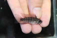 画像1: 【淡水魚】【通販】アピストグラマ ペルソナータ コロンビア産 ワイルド【１ペア 個体販売】(アピストグラマ)(生体)(熱帯魚)NKAP (1)