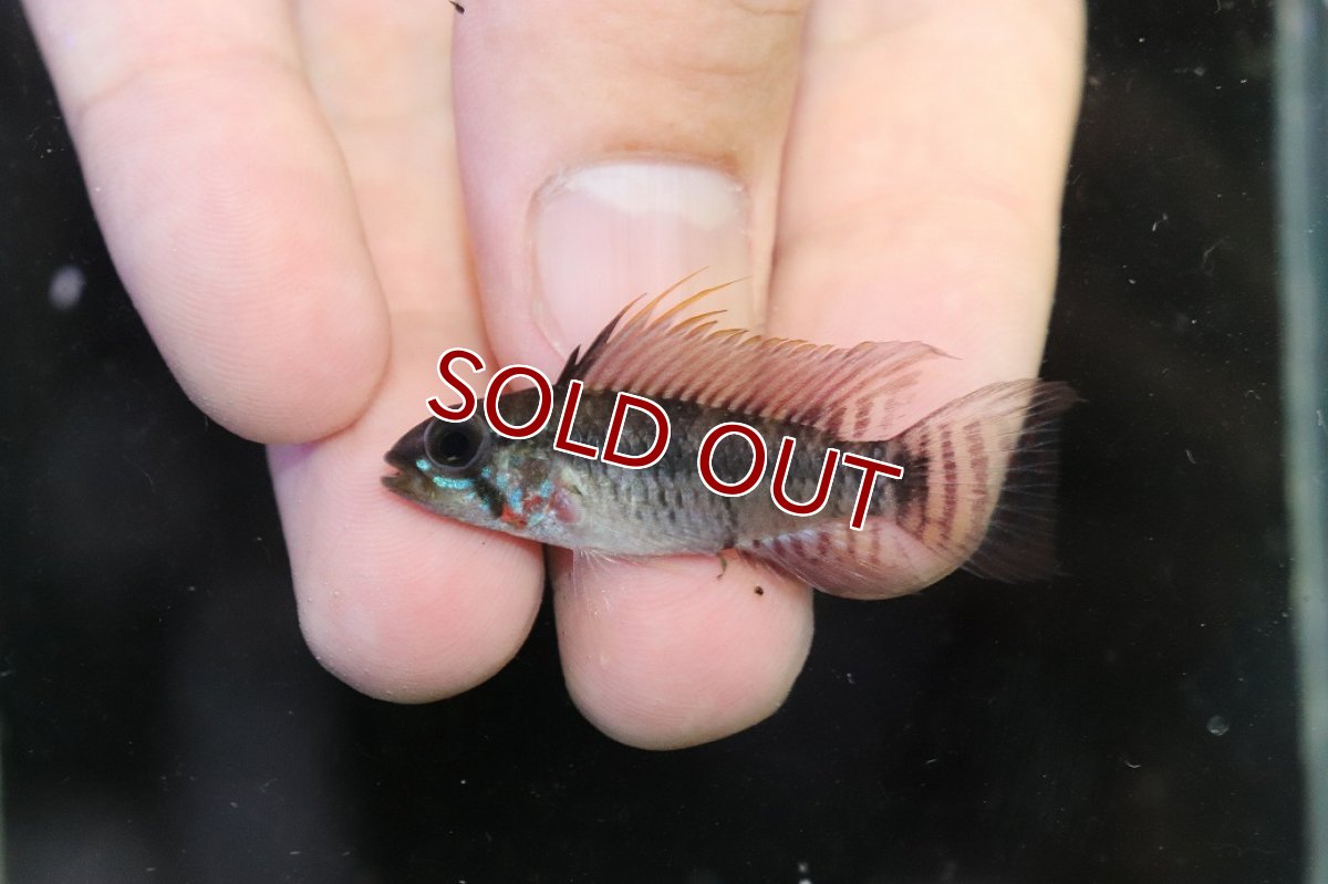 画像2: 【淡水魚】【通販】アピストグラマ ペルソナータ コロンビア産 ワイルド【１ペア 個体販売】(アピストグラマ)(生体)(熱帯魚)NKAP (2)